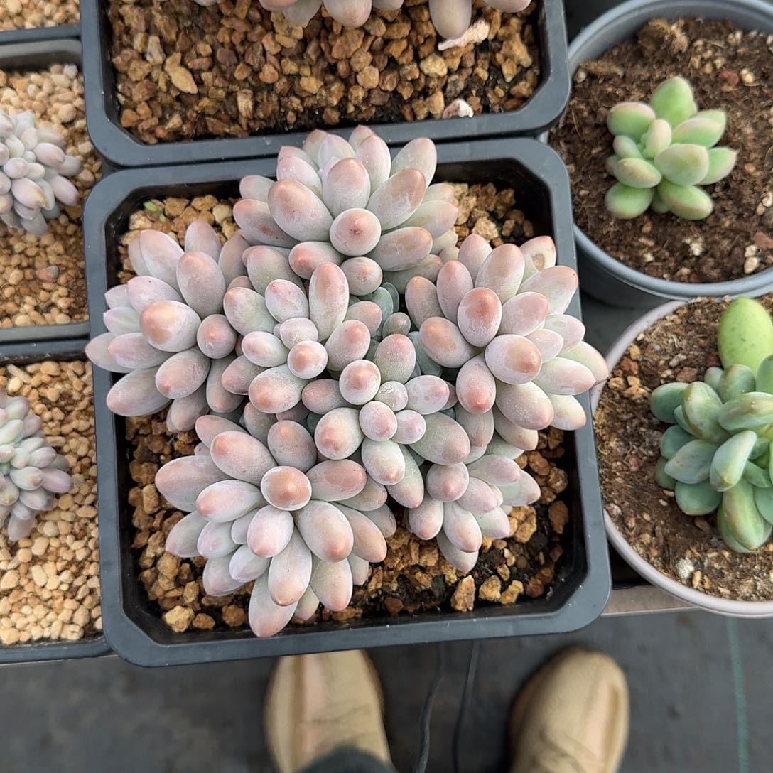 汤圆 群生  一物一拍