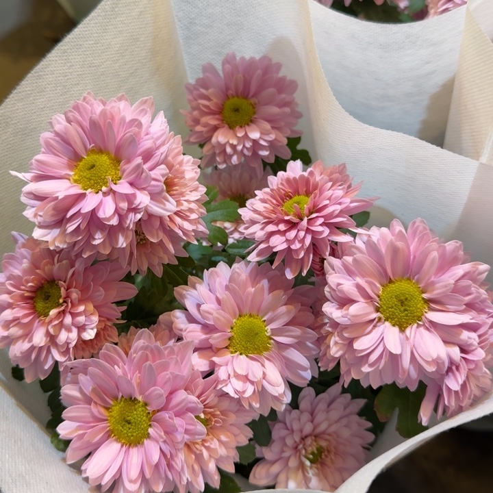 粉色小菊盆栽带花发货