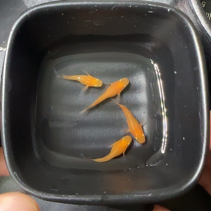 青鳉鱼观背青鱂24