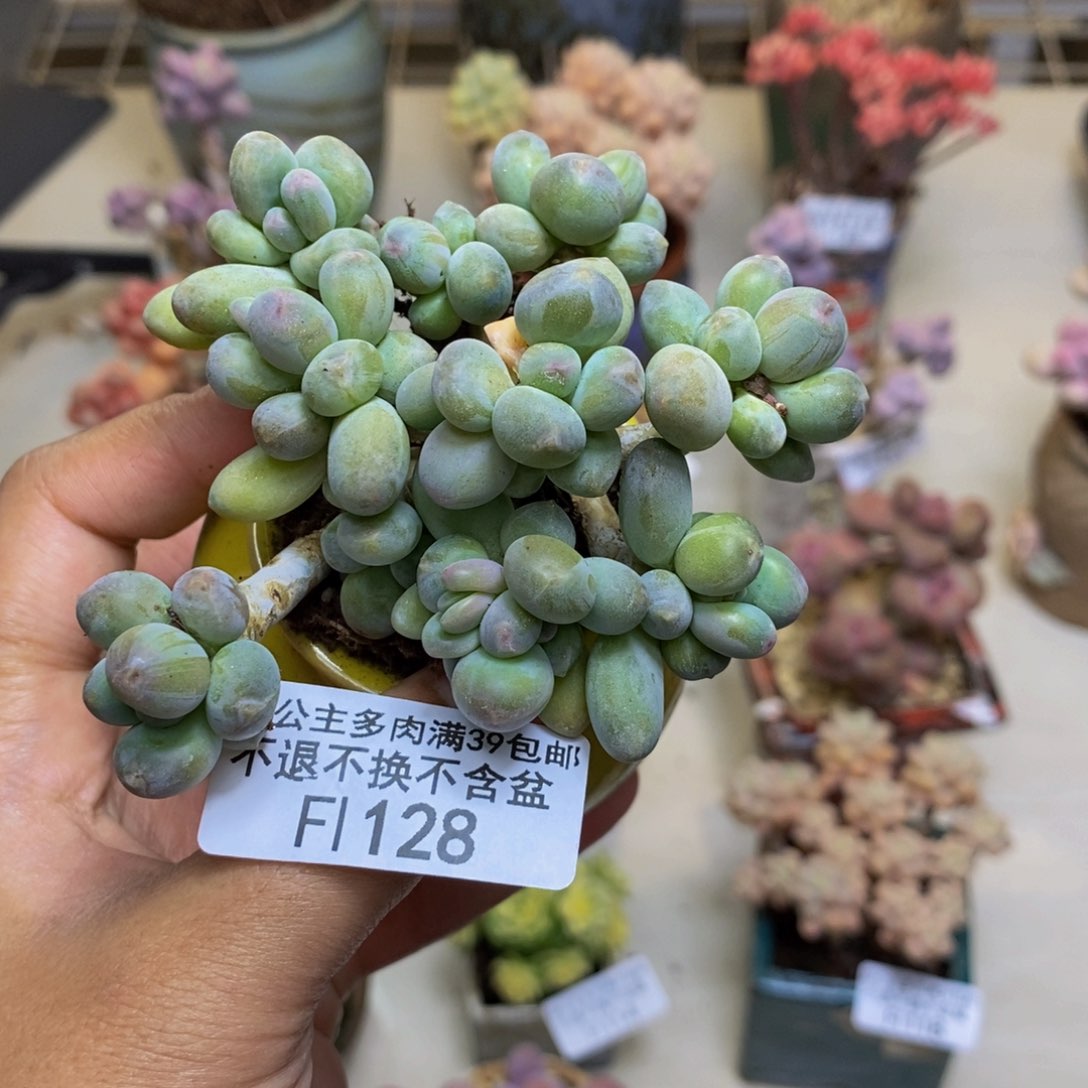 128苹果奶多肉6cm