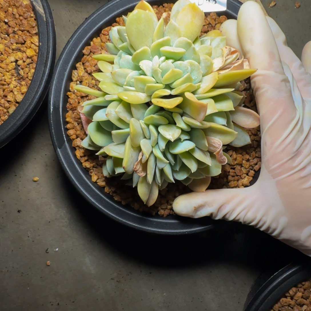 人**琳d d d d d d d d 43