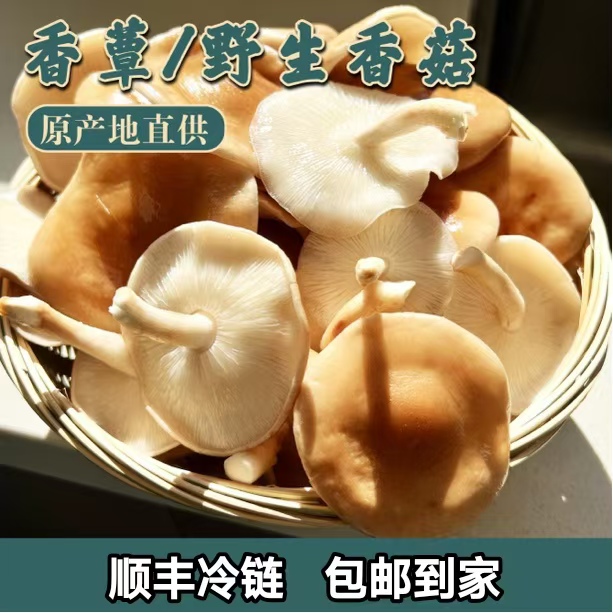 野生香菇 香菌 香蕈 香信 榛蘑 云南野生菌鲜货 
