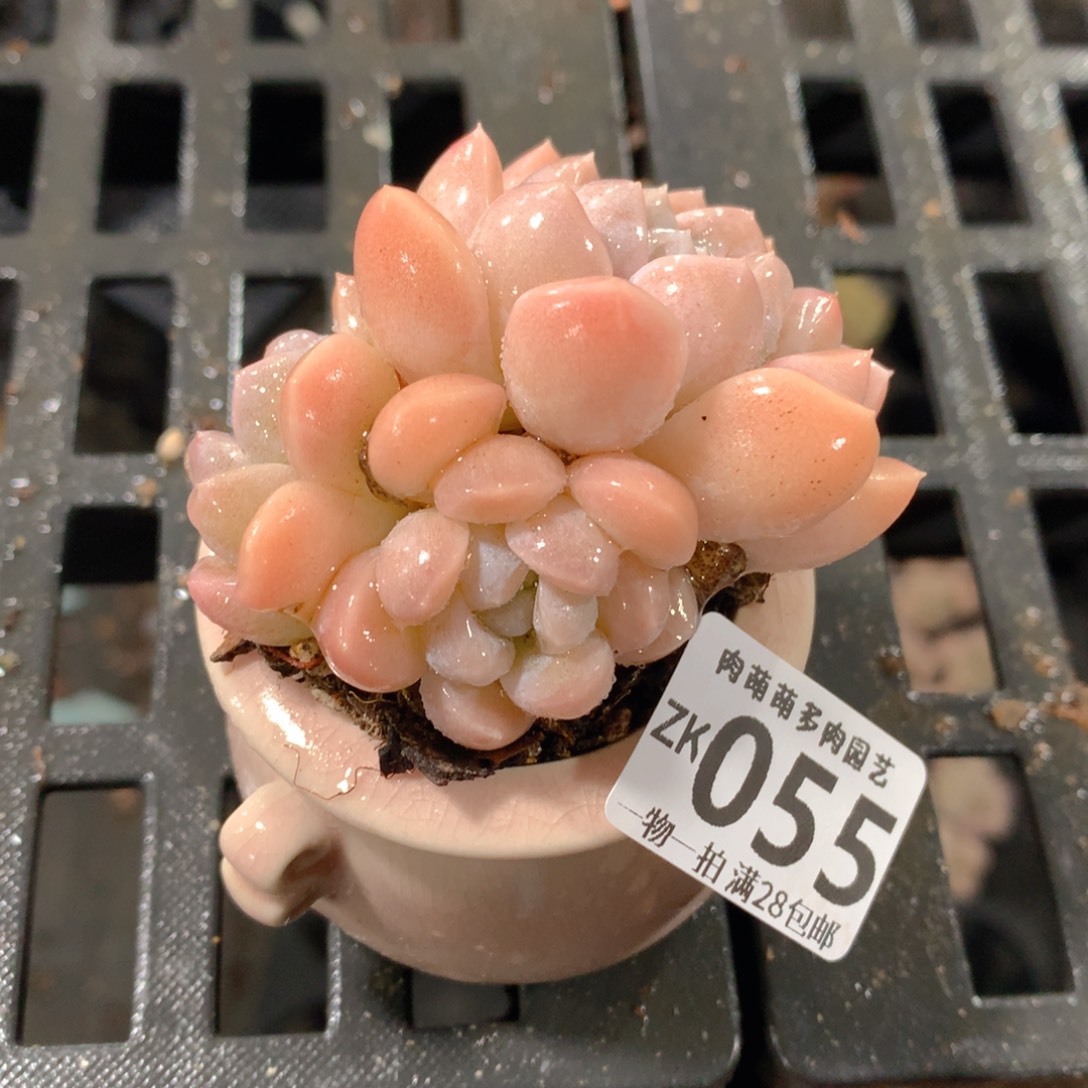 肉萌萌拇指盆精控多肉ZK055