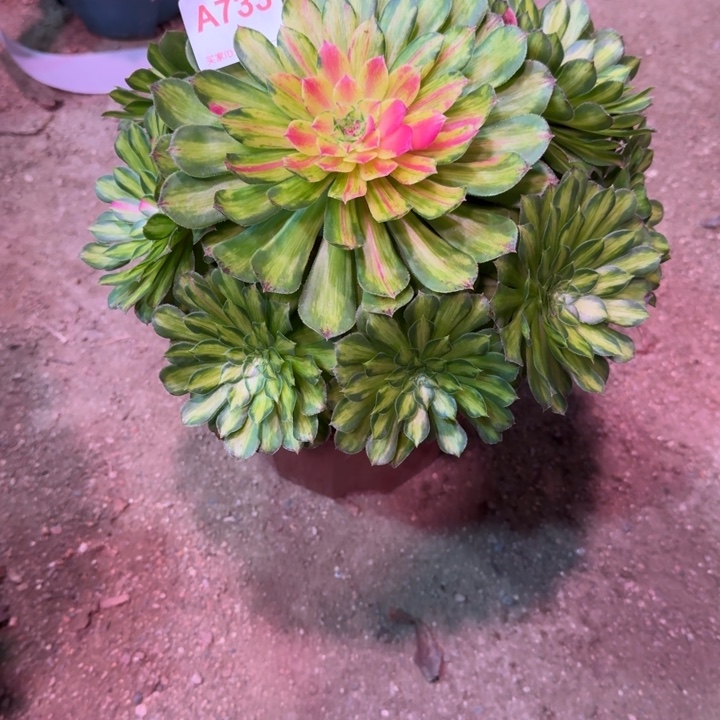 北***落知否733多肉植物冠服26