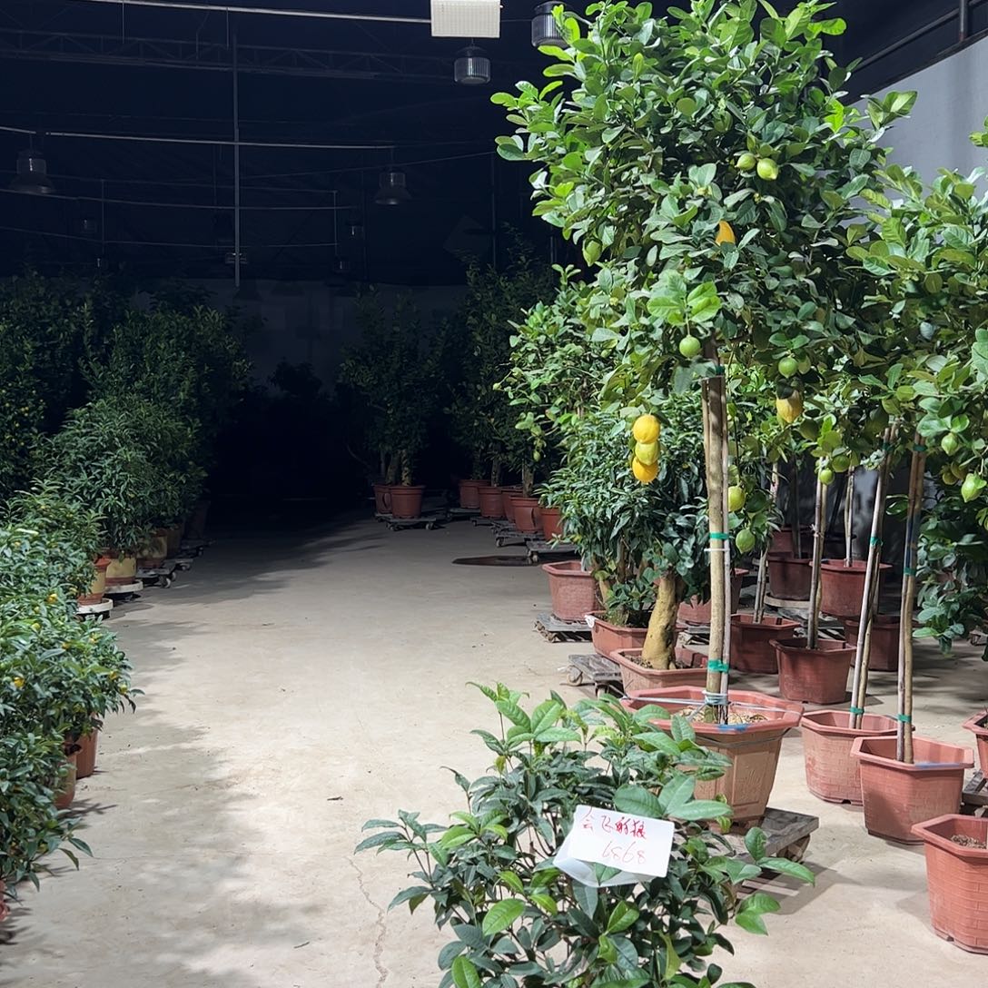 无花朵桂花树68一物一拍