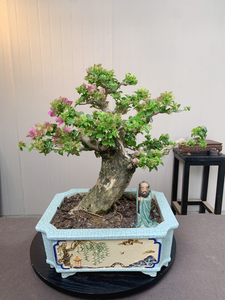 小叶紫三角梅年功枝爪老桩盆景