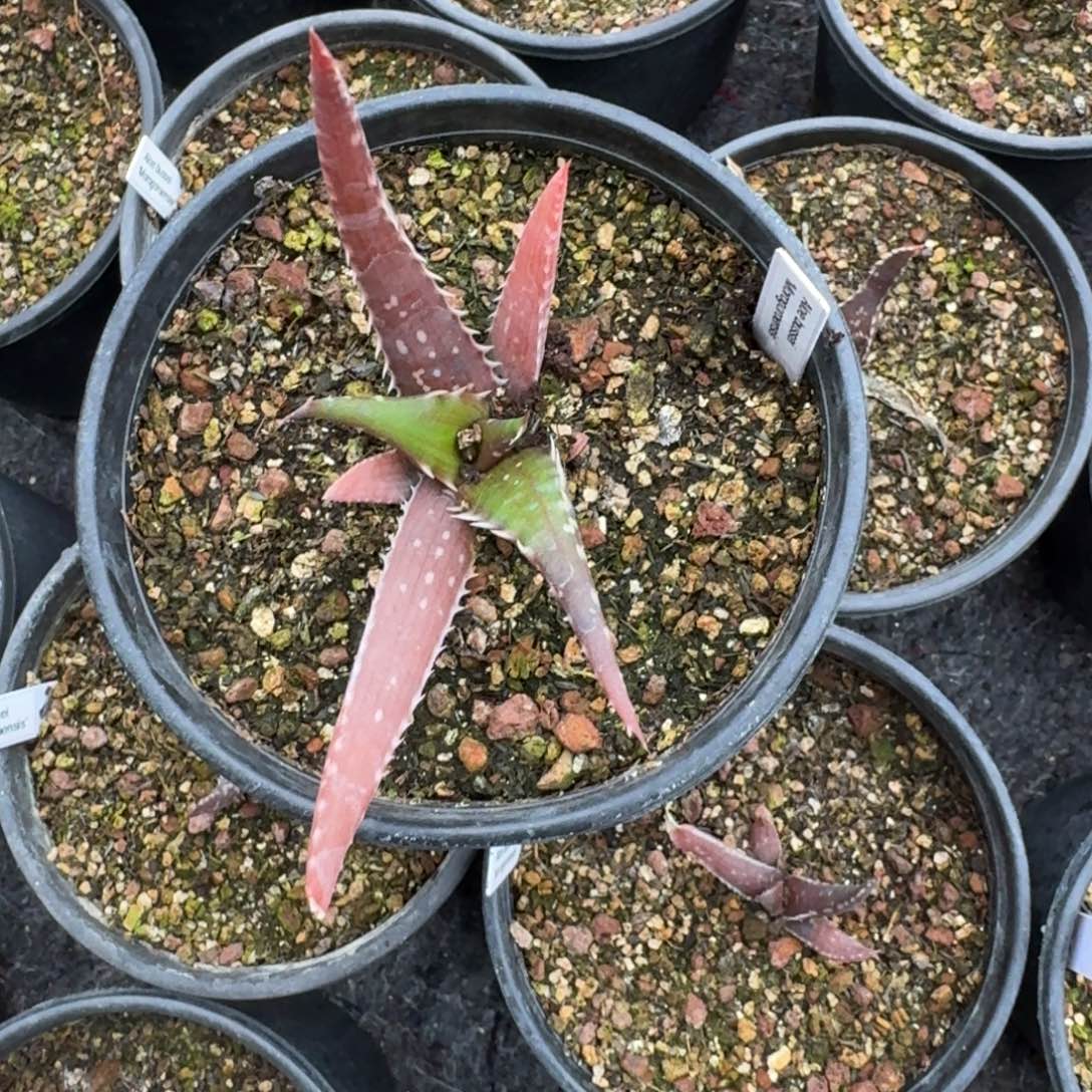 丽虹芦荟一物一拍多肉