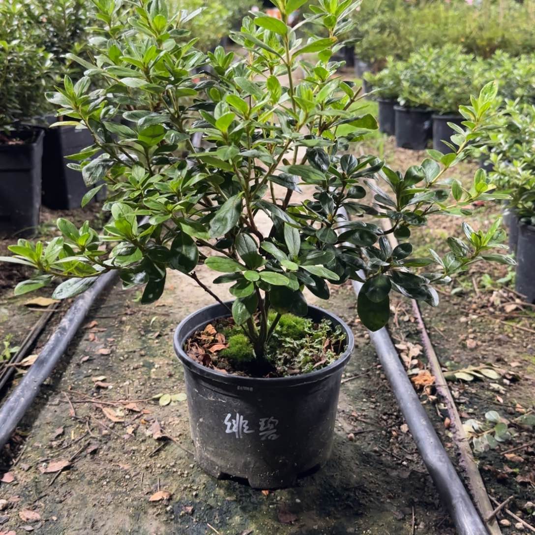 邵***喉完全开放绯碧朱砂杜鹃花