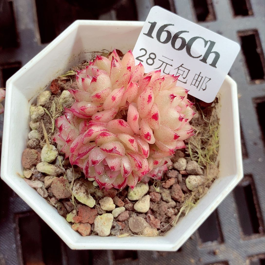 5厘米盆精控多肉166