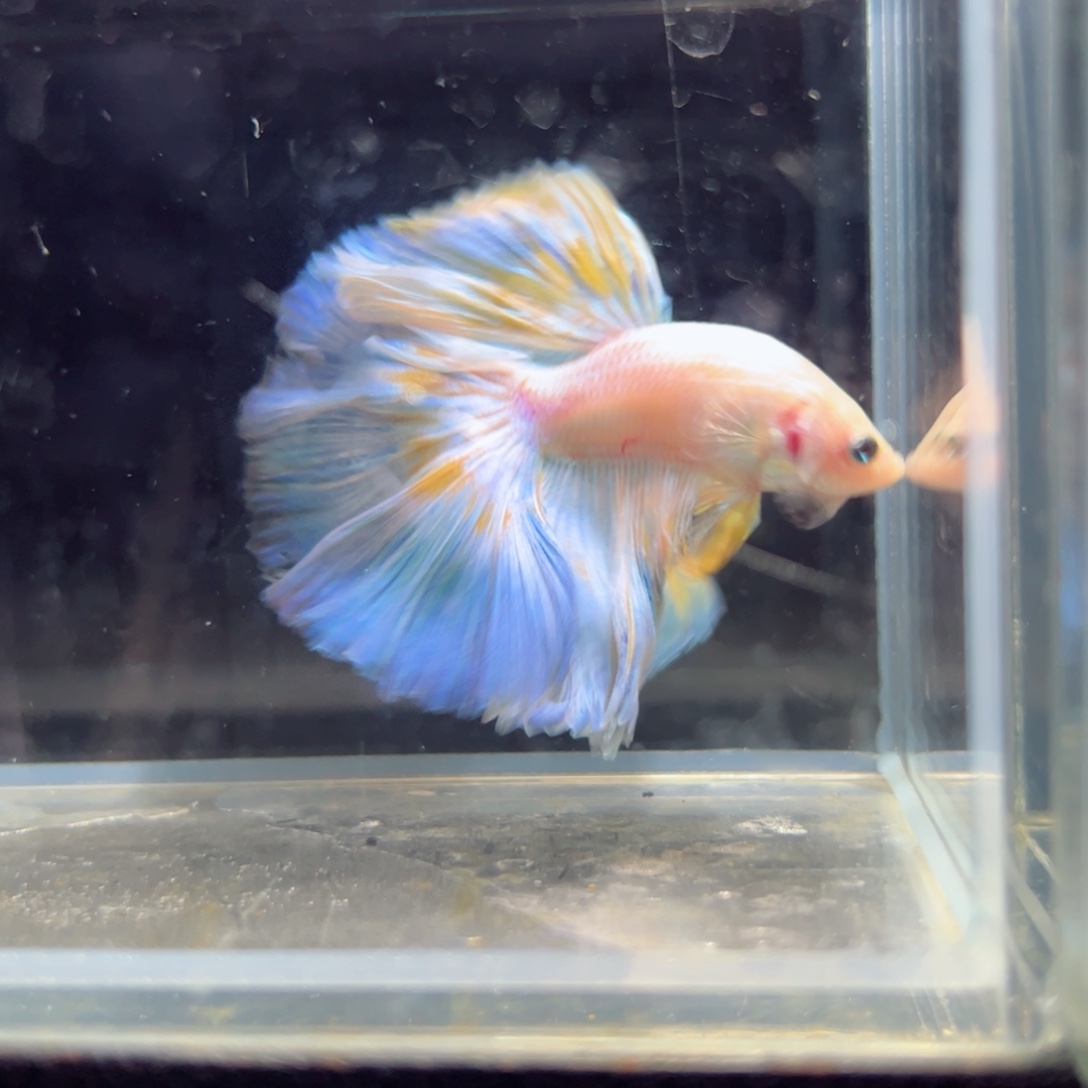 斗鱼浅色特殊尾hhhh