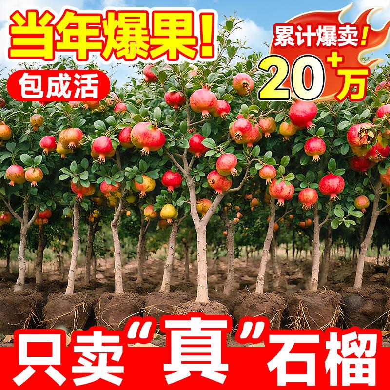 石榴树树苗突尼斯软籽大红袍石榴苗特大老桩盆栽南北方耐寒果树
