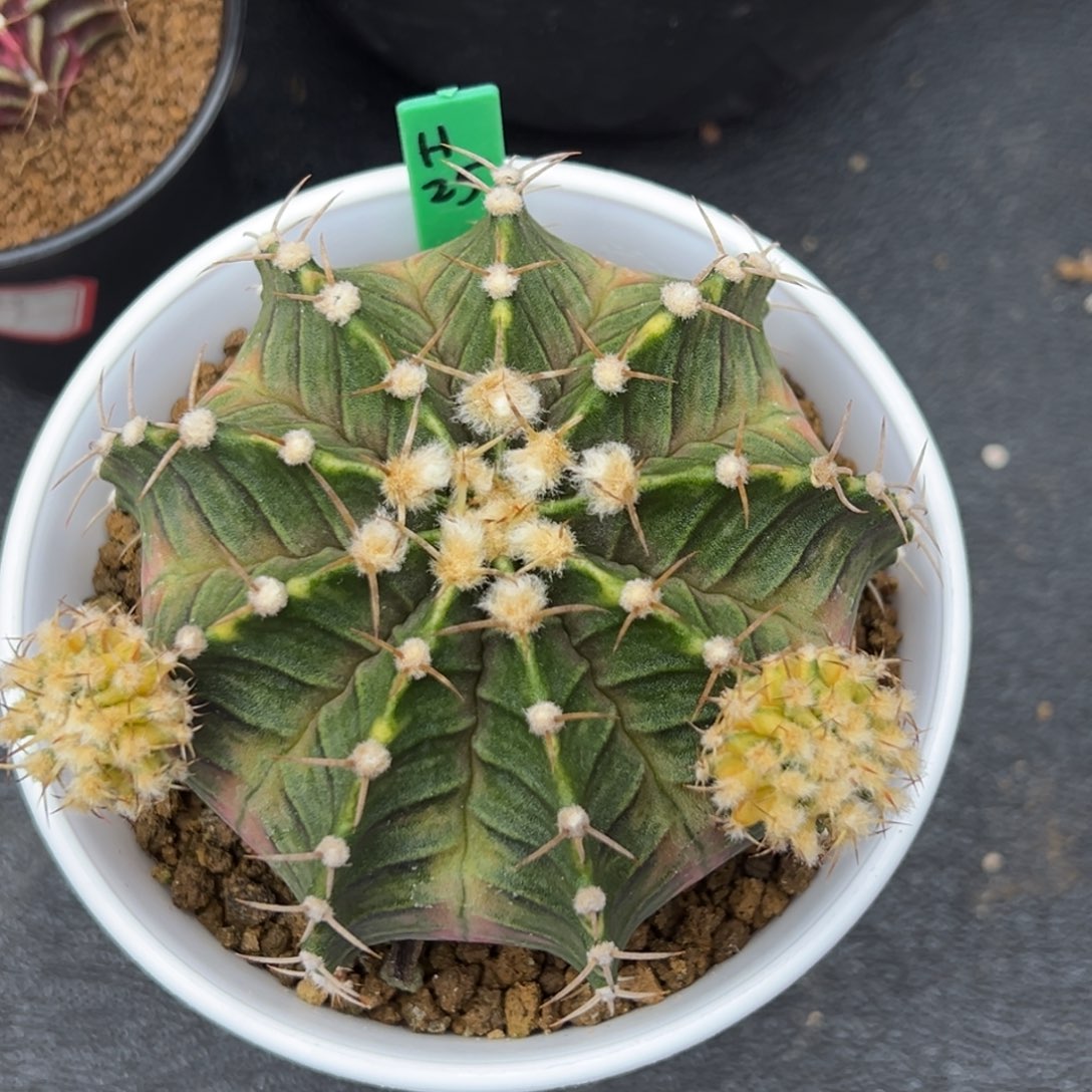 H25实生肋骨锦，全臀锦