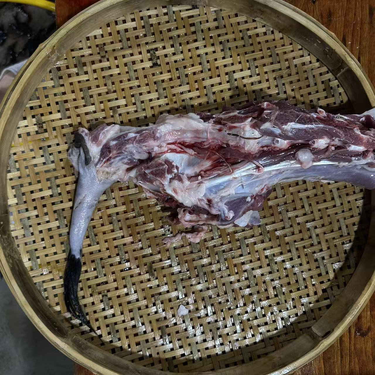 黑山羊羊蝎子【老兵直播称重改价】