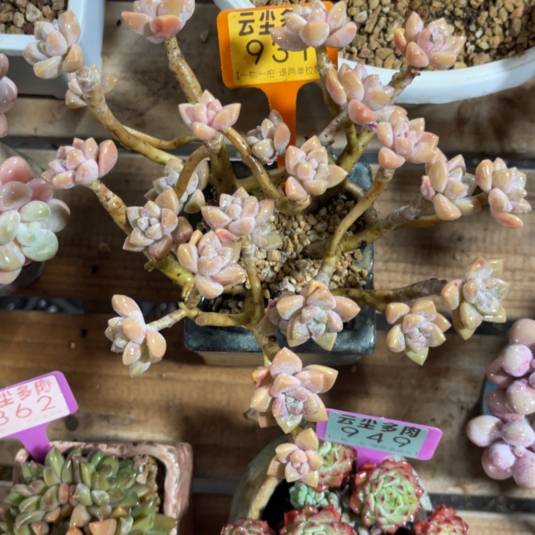 b***n云尘多肉一物一拍不含盆931