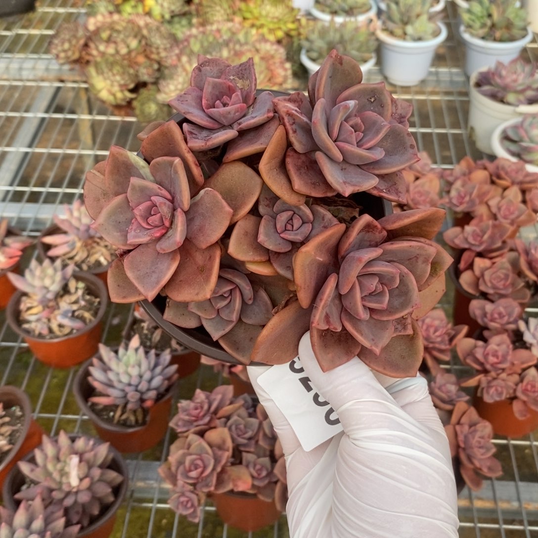 5290琉璃盏一物一拍