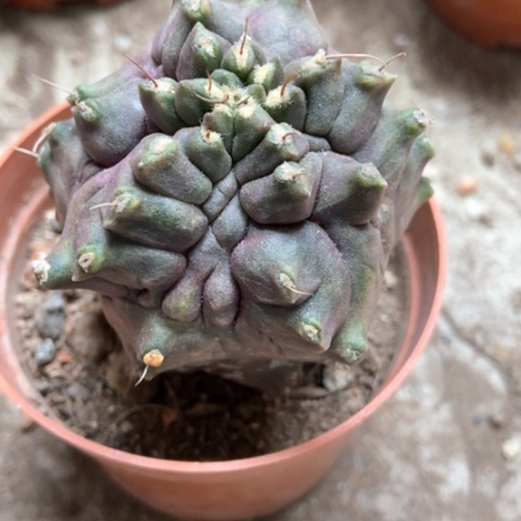 龟甲牡丹锦超人气12米仙人球