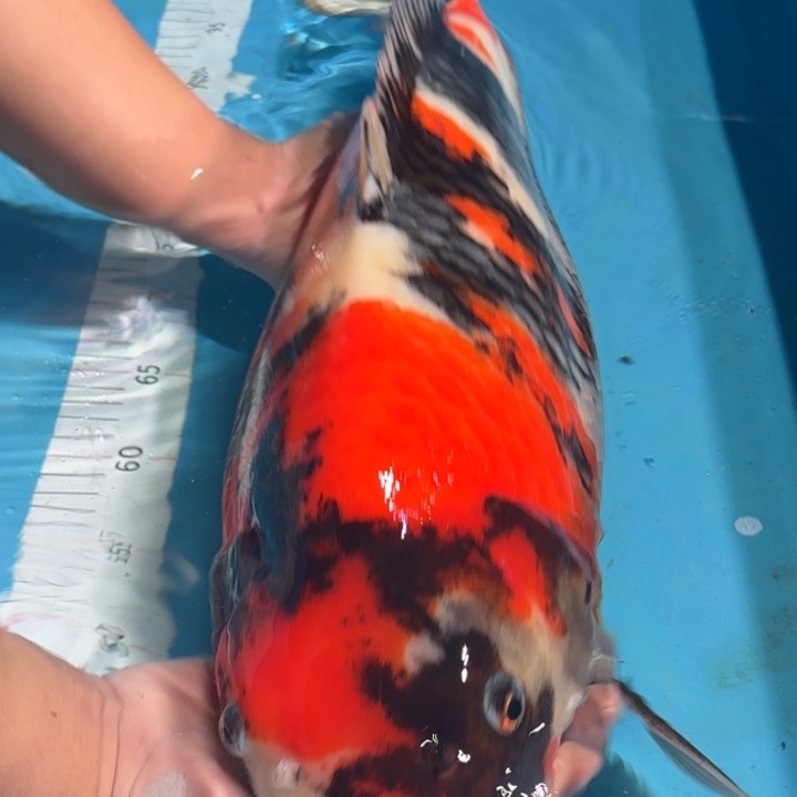 锦鲤大日昭和专拍