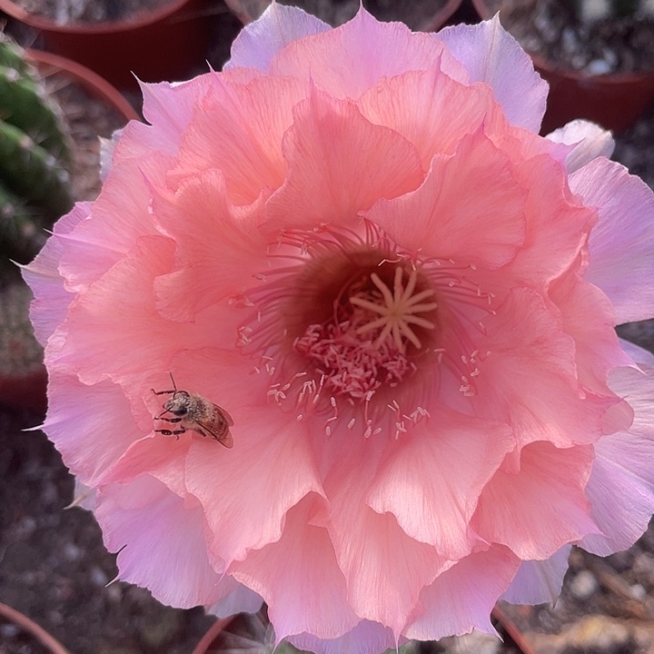 睡美人摘花带盆土发货