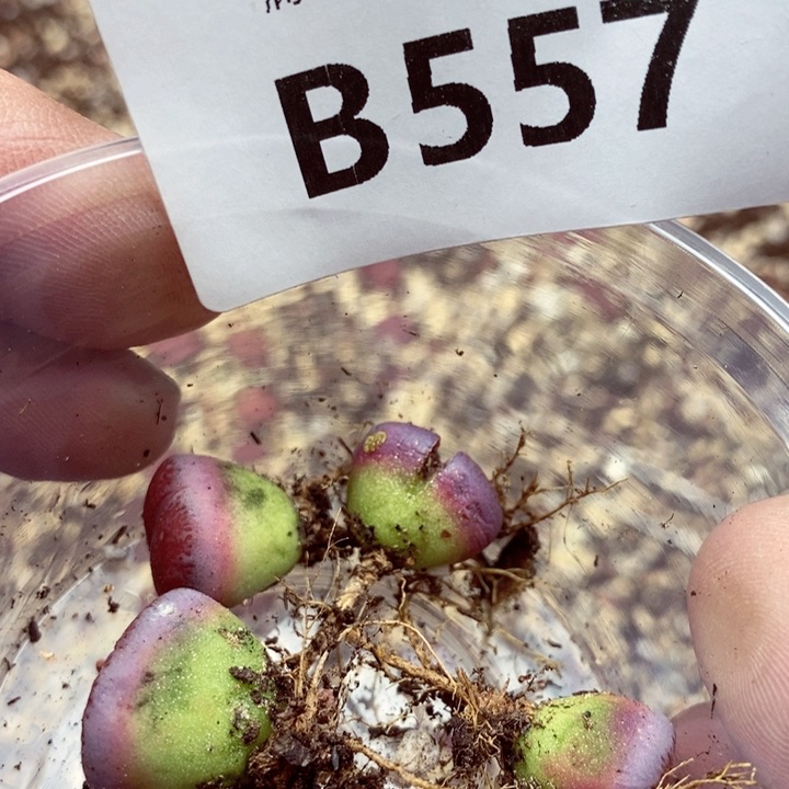 t****k我是一只小小鸟地域鬼557