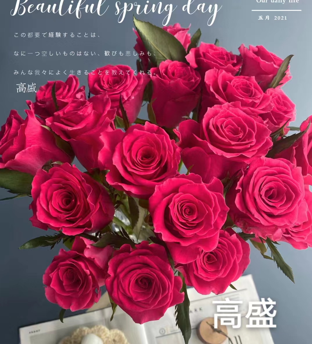 高盛   四季灌木月季