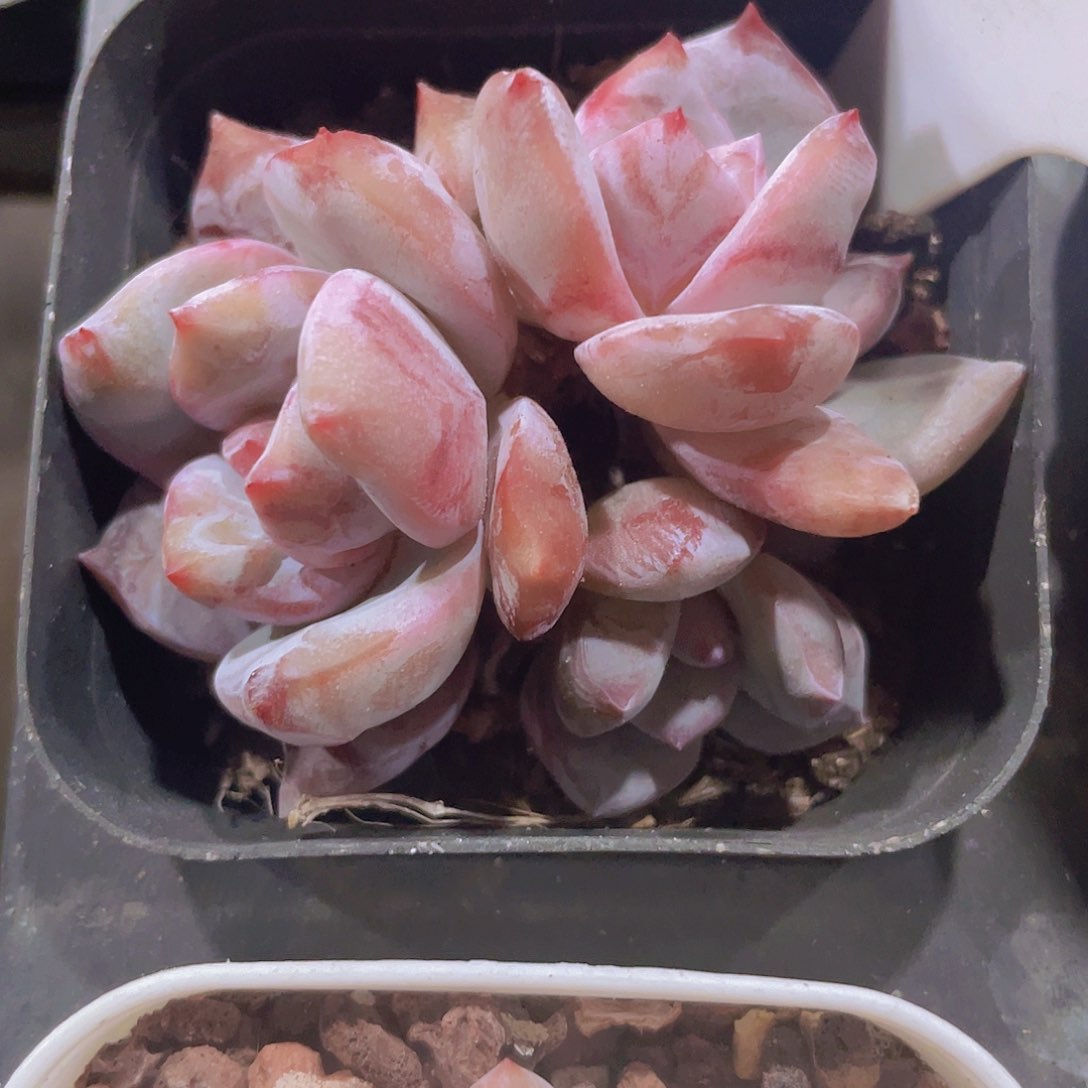 溏心雪天使e068一物一拍