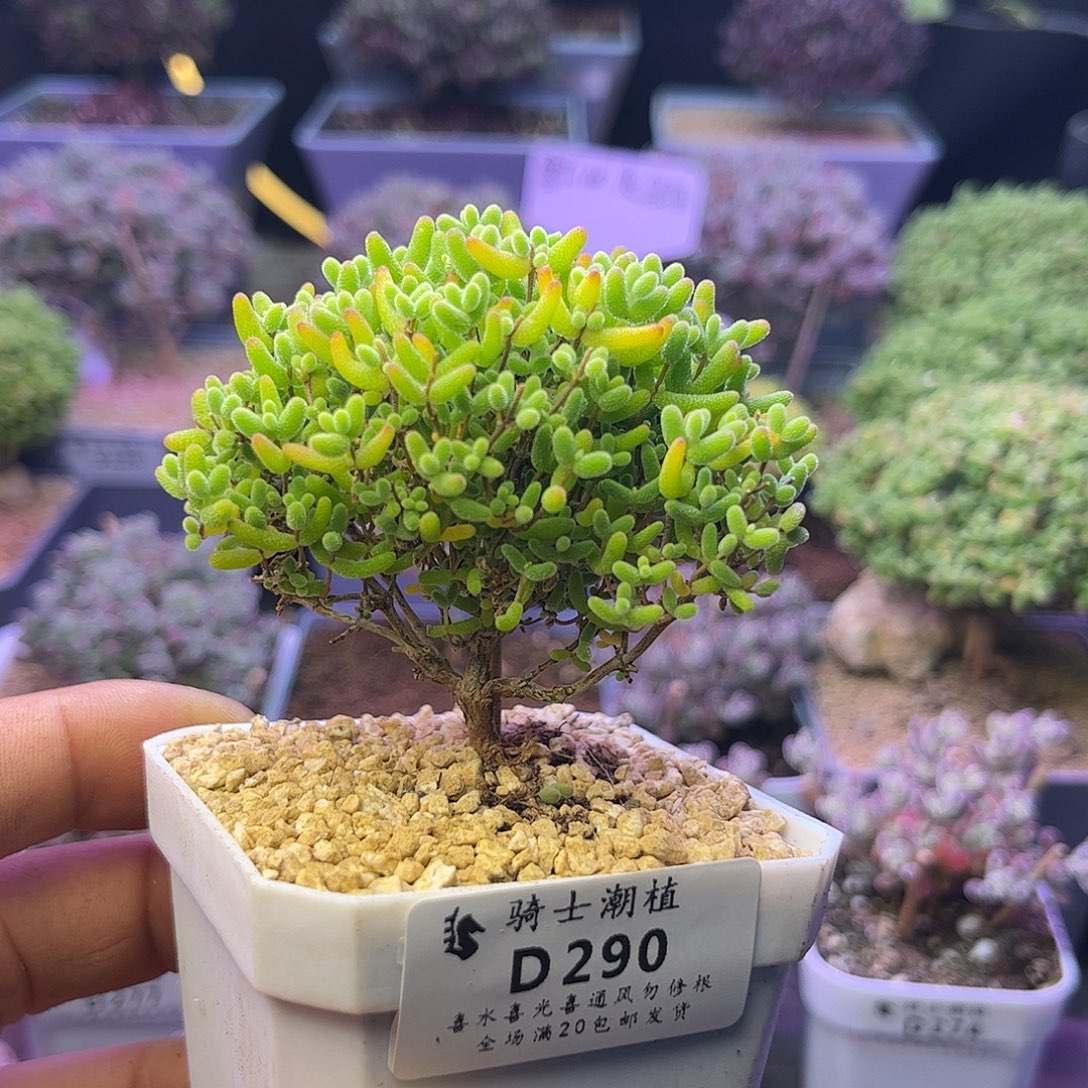 290蜜橘糖球枝干番杏