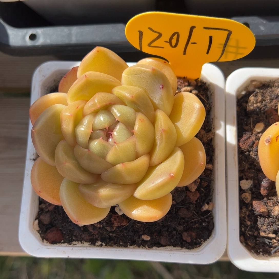 12-01-17皮埃拉珍妮多肉植物