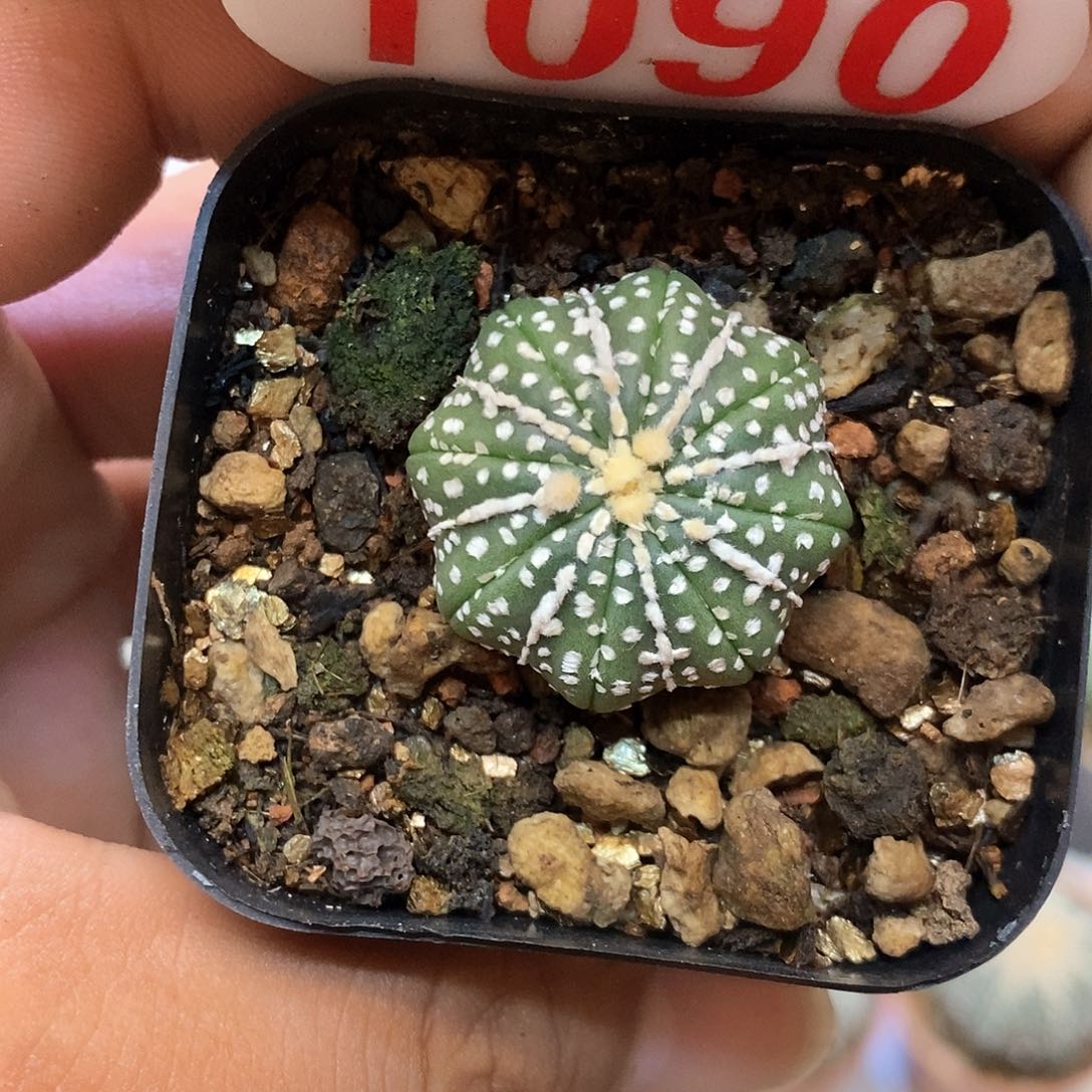 1090福利特价咯打榜贴
