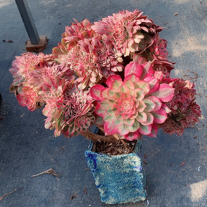 万白朵朵脱土发货啊