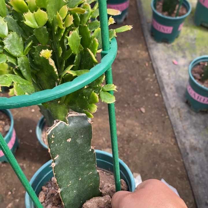 瑞***务完全开放050橙红色