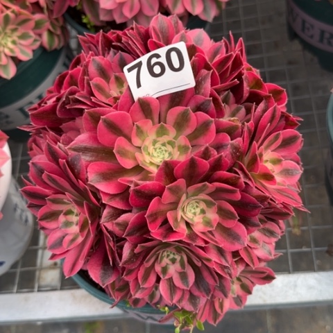 760女巫20厘米左右