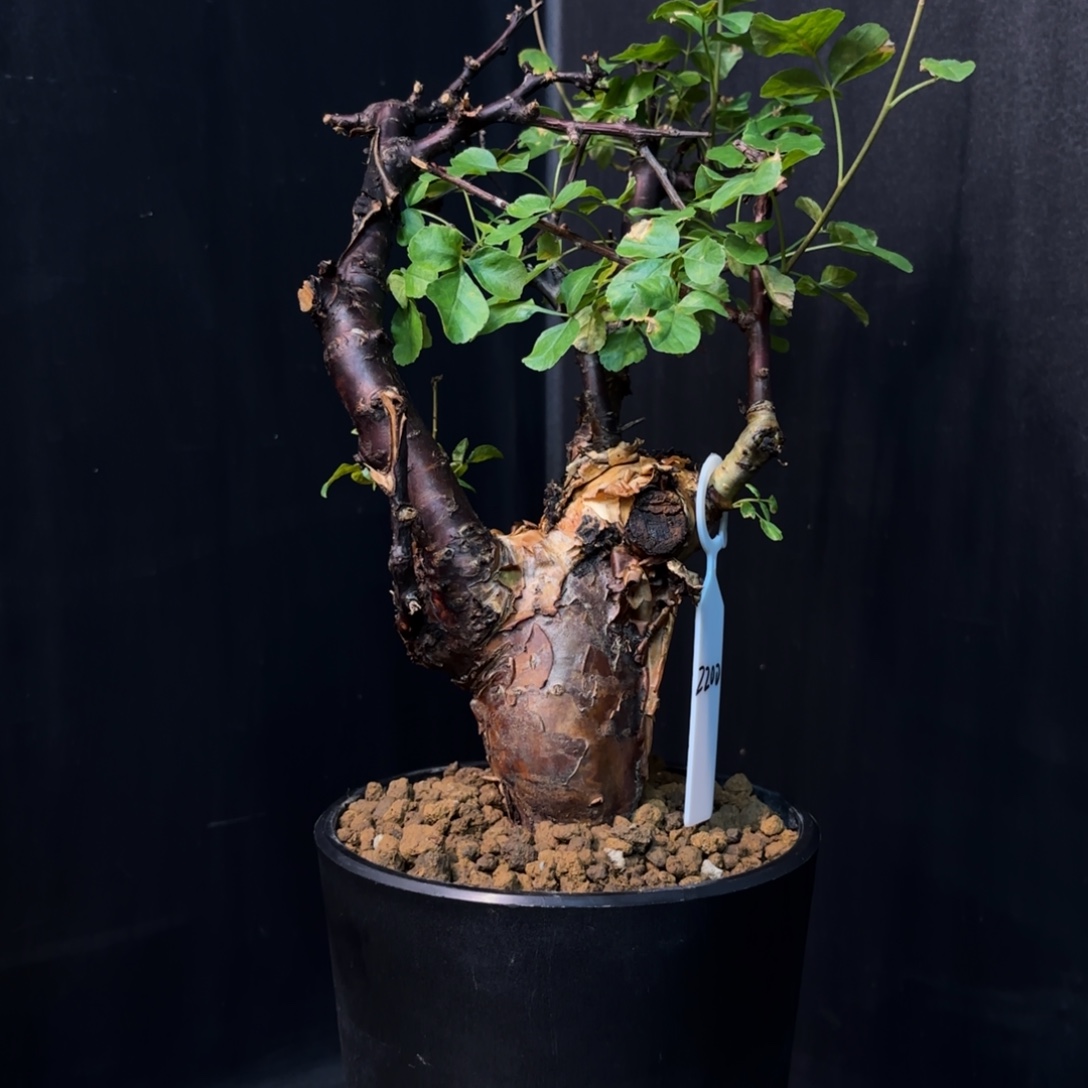 黑皮勃然恩斯带盆土hh