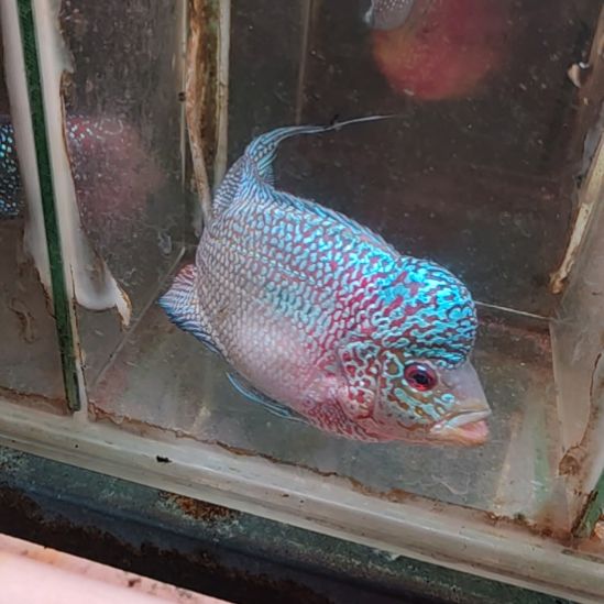 罗汉鱼222222222222