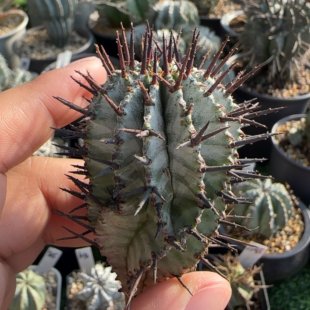 26宇田斑马白衣11