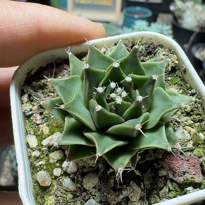 888帝冠脱土发货实生