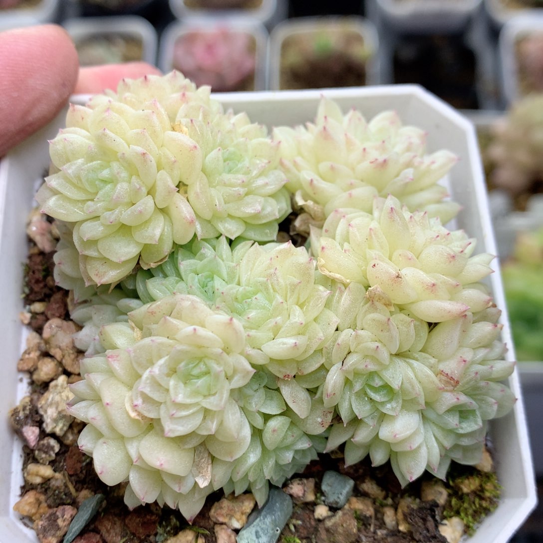 R49三群圆脸白体褶皱小脸朵朵