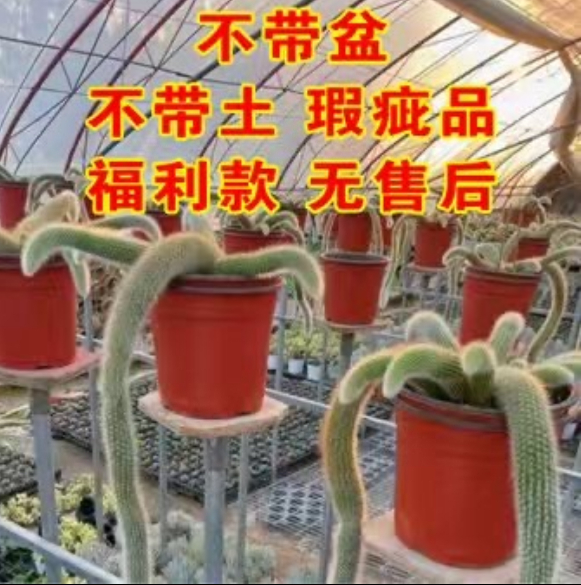 一物一拍九尾狐脱土脱盆不带土发货后不退货植物正常瑕疵介意勿拍
