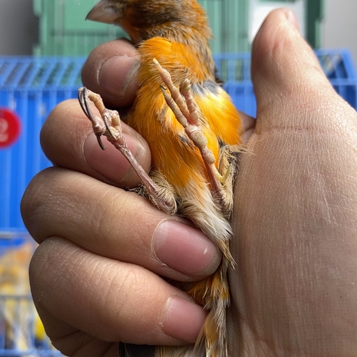 2***T文鸟缺指甲紫翻毛公