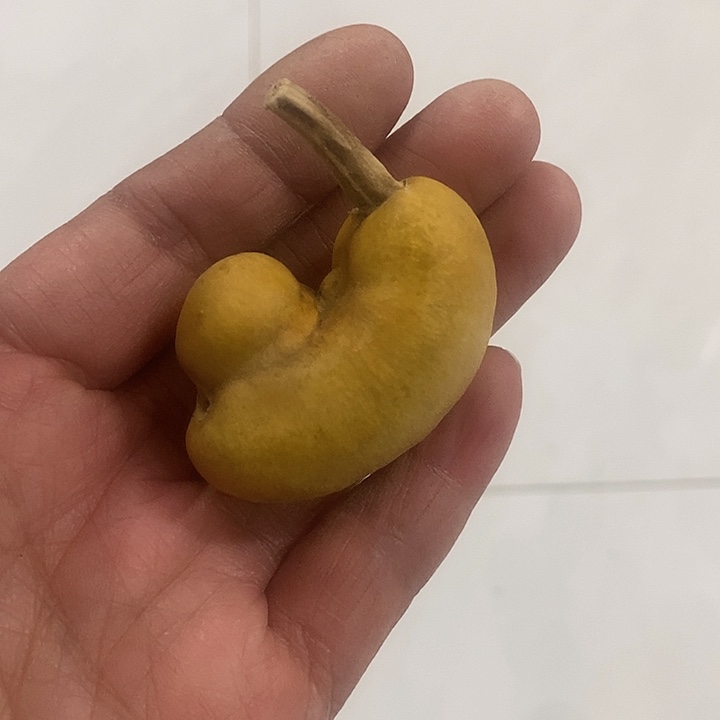 辉***辉土豆葫芦大厚皮葫芦