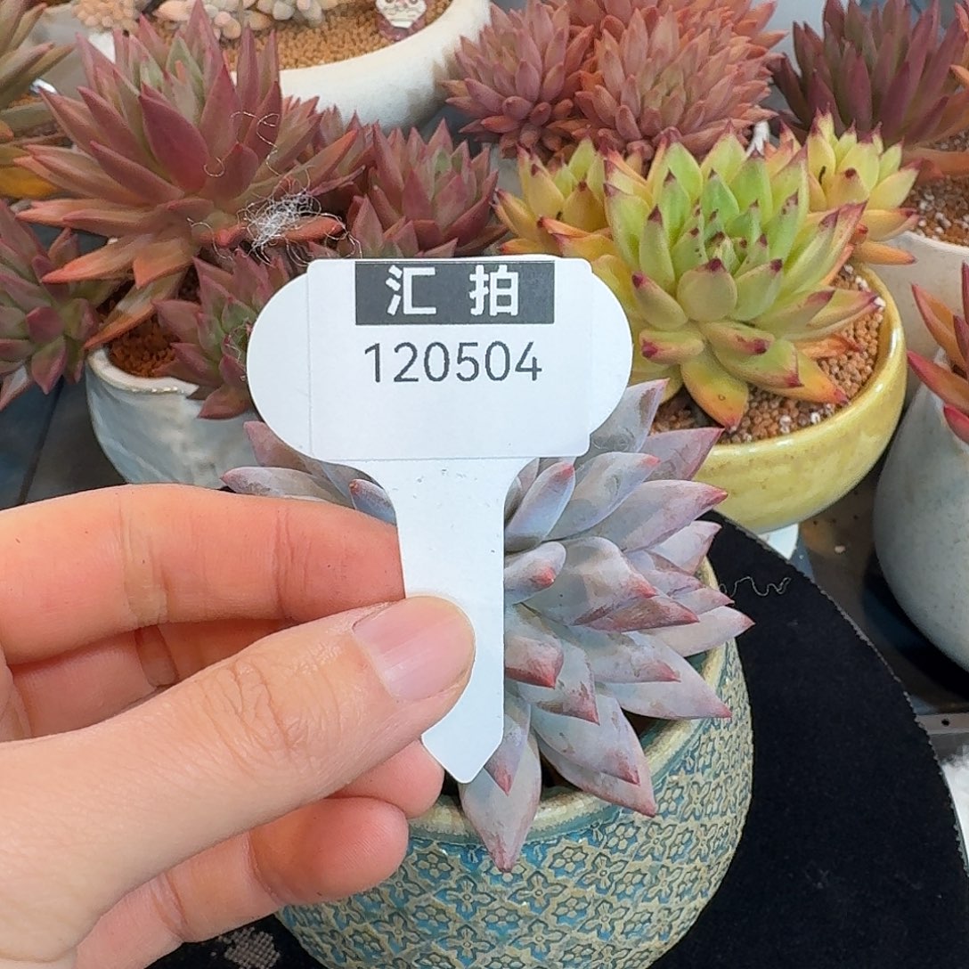 精品多肉植物120504