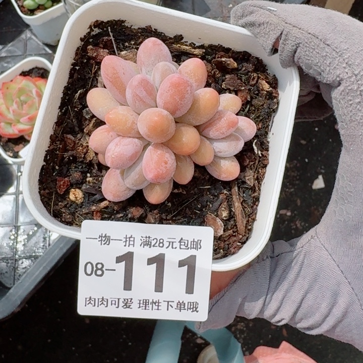 汤圆多肉植物多肉植物多肉