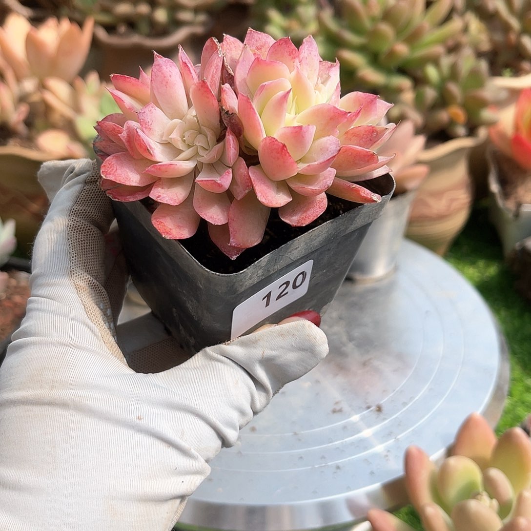 吉安娜。  120。  111111111