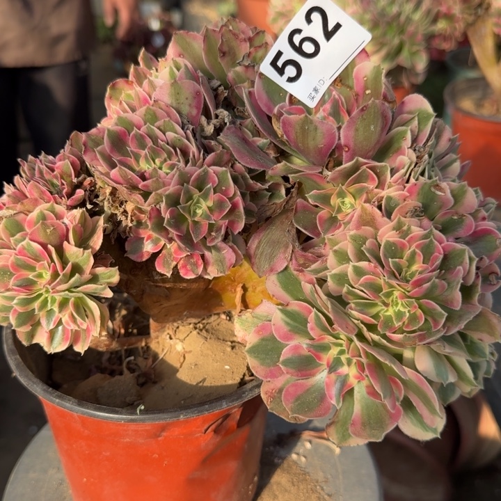 糖果女巫法师锦缀化562