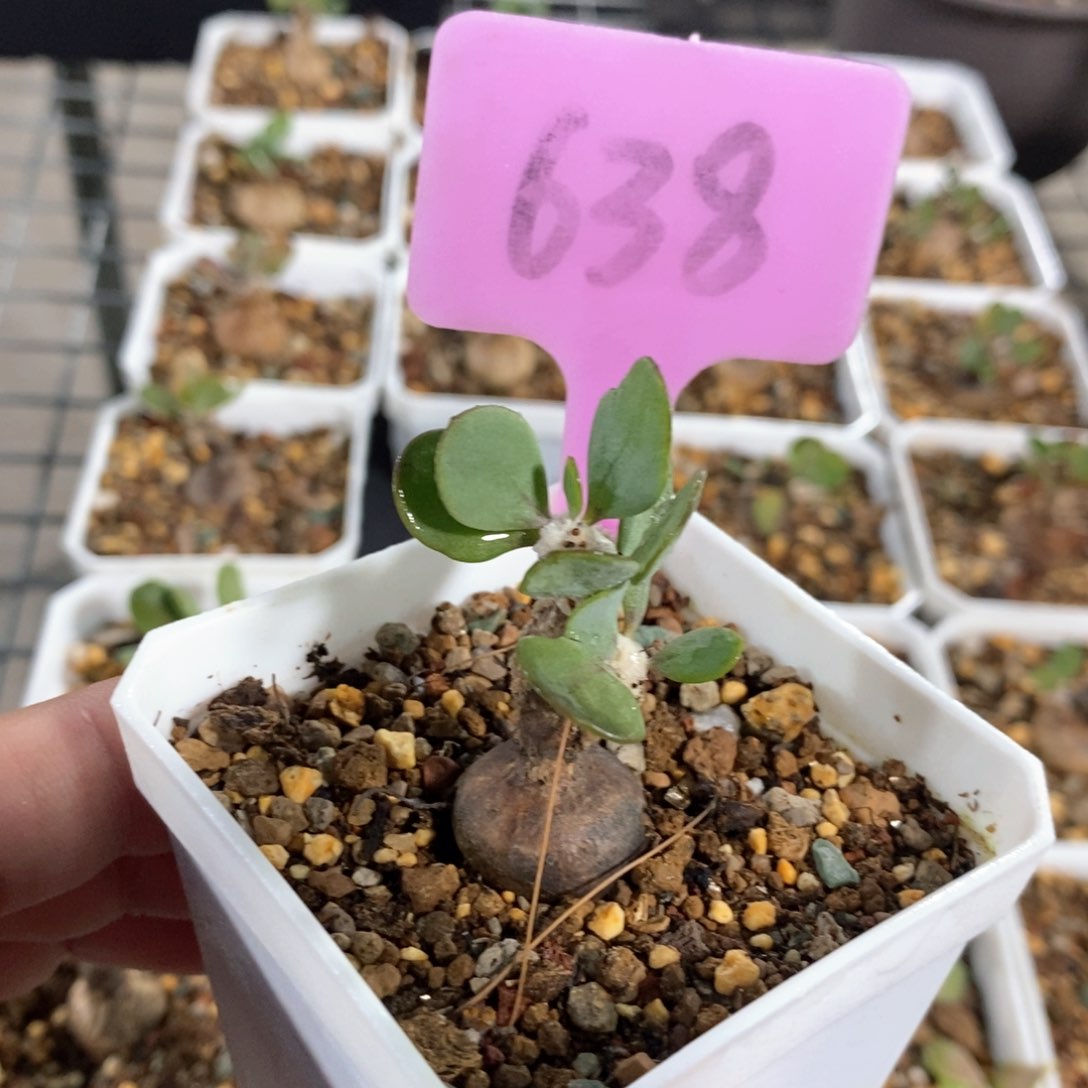 嗯特美后墩菊多肉植物