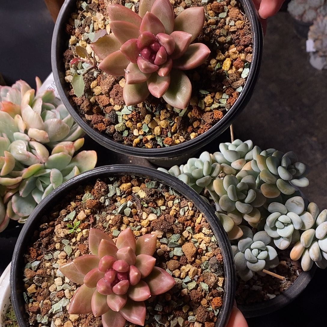 清***音酸奶多肉 迷雾泡泡