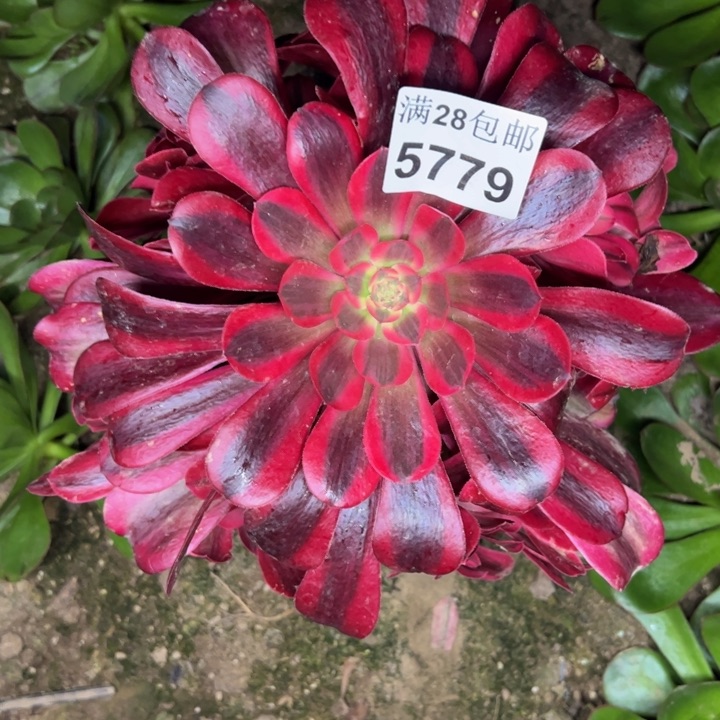 5779美杜莎多肉植物