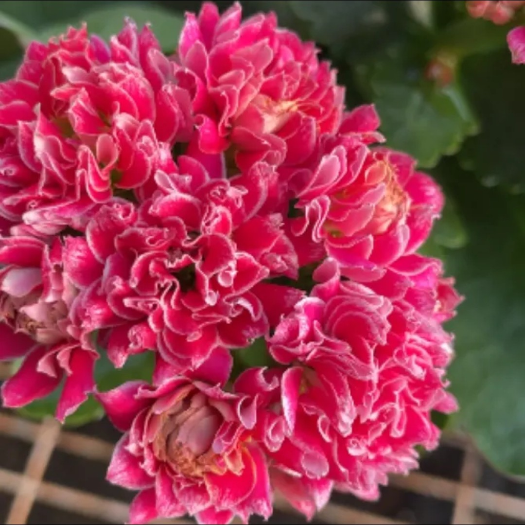 110盆【紫复 海棠未眠 凯瑟琳】超大花精品稀有长寿花盆栽年宵花