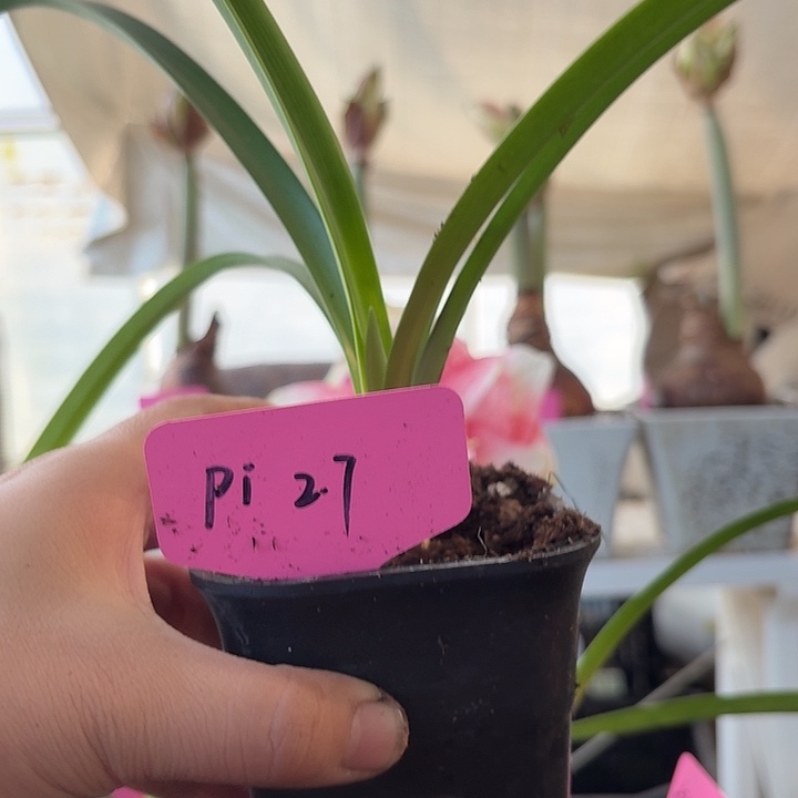 无花朵pi朱顶红直径2.7