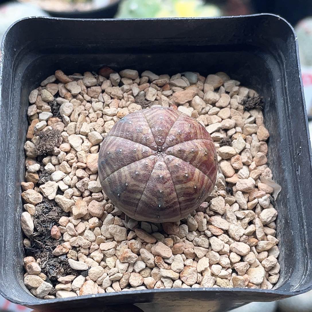 实生神玉欧系布纹球 致远多肉