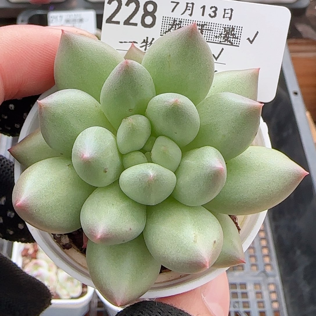 多肉0713-228所罗门